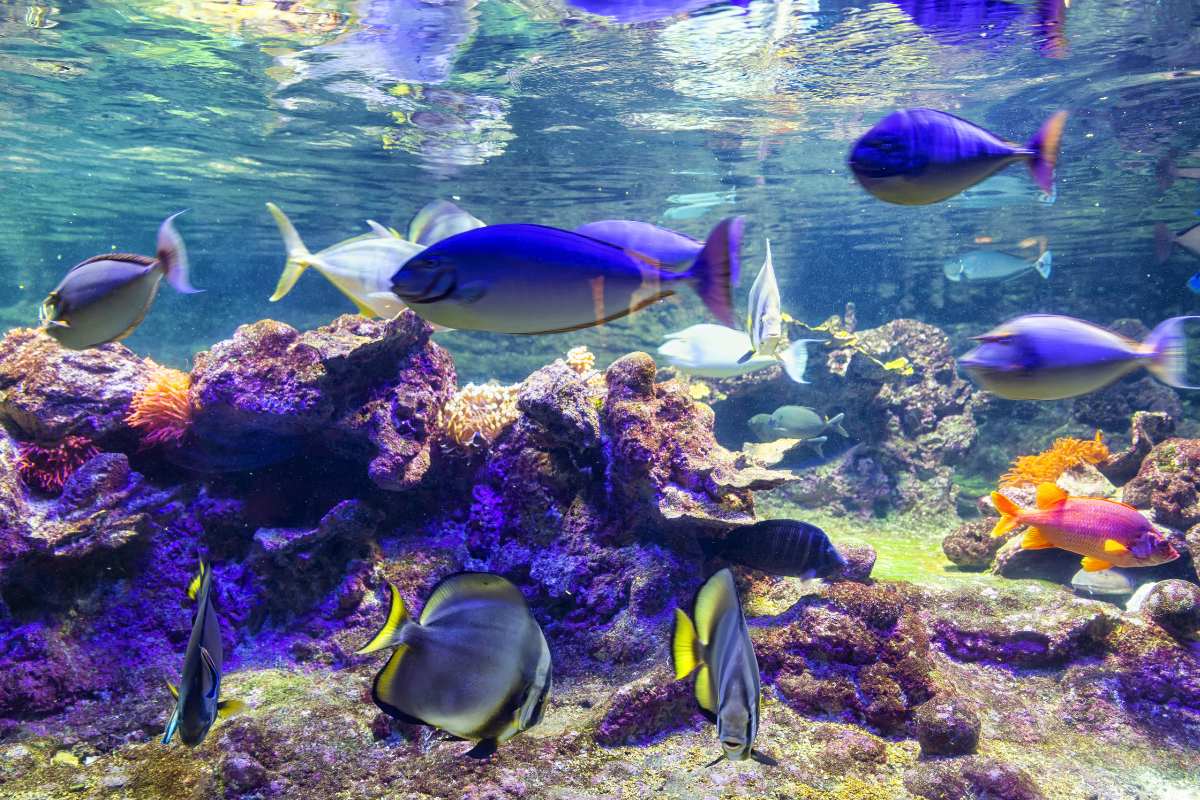Acquario più grande d'Europa